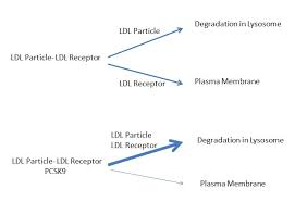 cholesterol lowering drugs endotext ncbi bookshelf