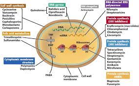 Figure 11 From Antibiotics Classification And Mechanisms Of Action With Emphasis On Molecular Pers Antibiotics Pharmacology Pharmacology Pharmacology Nursing