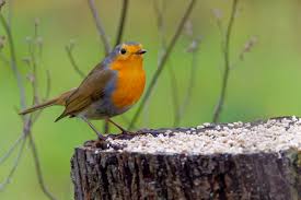Sie beobachten derzeit weniger meisen, finken und rotkehlchen in ihren gärten als sie es aus den vorjahren gewohnt sind. Stunde Der Wintervogel Im Nabu Garten Nabu Frankfurt Am Main