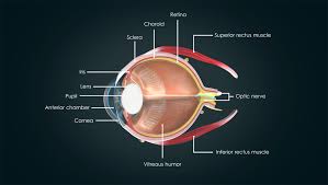 anatomy of the human eye visual acuity light perception