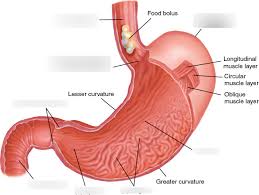 The definition given says that is all of the human body except the head and limbs. Chapter 6 Stomach Diagram Diagram Quizlet