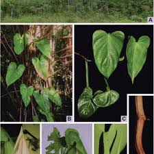 Pdf Philodendron Luisae Araceae A New Species From Rio De Janeiro State Brazil
