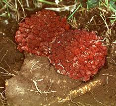Image result for Sarcophyte