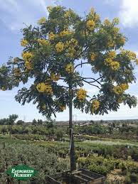 Cassia seed extract comes from the seeds of a famous chinese plant known as jue ming zi, which mostly grows in tropical regions. Cassia Leptophylla Evergreen Nursery