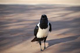 Black And White Raven Images Free Image On Pixabay Crow Bird Africa Namibia Namibia Africa The White Album