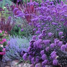 There are many varieties, including ones in pink, red, coral and white, but our favorite is still the bold yellow coronation gold'. Gauzy Textures Gutsy Plants Drought Tolerant Garden Plants Drought Resistant Plants