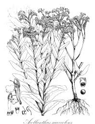 Image result for Aeollanthus suaveolens