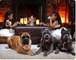 Cane corso breeders with health tested puppies and upcoming litters. Shipley Cane Corso Cane Corso Puppies And Breeder