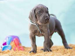 About great dane breed the great dane may be a large dog, but they are true gentle giants and as such they have become a popular choice both as family. Great Dane Price How Much Do Great Danes Cost