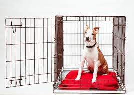 Also unternimm lieber eine kurze fahrt, nach der du mit deinem. Hundekafig Test Vergleich 2021 Modern Dogs De