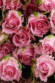 le baccarat on twitter pink flowers love flowers pretty flowers