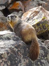 Marmot Sunbathing On A Rock Pile Near Monarch Pass Colorado Colorado Travel Animals Of The World Colorado Vacation