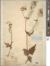 Image result for Pimpinella buchananii