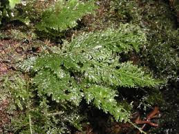 Image result for Polyphlebium