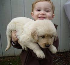 Maybe you have been wondering if going with golden retriever mix puppies is a better. Golden Retriever Puppies Breeder In Maryland D S Golden Delights Home Facebook