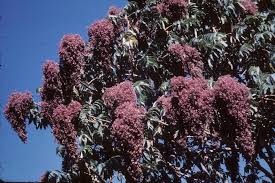 Image result for Hagenia abyssinica