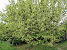 Image result for Turraea floribunda