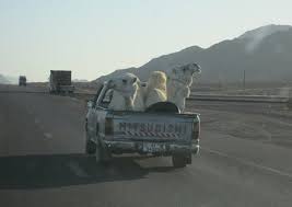 Driving on an interstate highway takes skill and knowledge of how this particular type of roadway is designed to be used. Dangerous Drifting Driving Now A Sin In Saudi Arabia Green Prophet