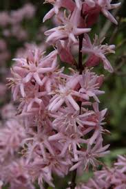 Image result for Coffea racemosa