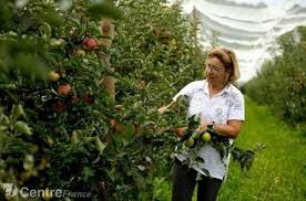 Verdier Peyrin Fruits En Vente Directe Producteur Marsat 63200