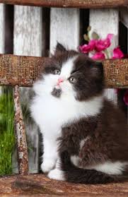 Black And White Ragdoll Cat For Sale 5 Most Friendly Cat Breeds In The World White Persian Kittens Cute Cats Pretty Cats
