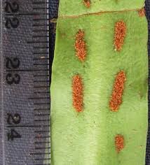 Image result for Loxogramme