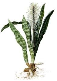 Image result for Sansevieria nilotica