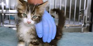 Meoowzresq is a 501(c)(3) nonprofit organization providing cat and kitten rescue and adoption in the southern california area. Telling A Kitten S Age In Four Steps Aspcapro