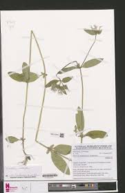 Image result for Virectaria