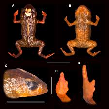 Image result for Cribbia brachyceras