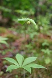 Image result for Oncella curviramea