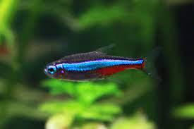 15 Nano Freshwater Fish For Your Aquairum Flagship Choices 2019