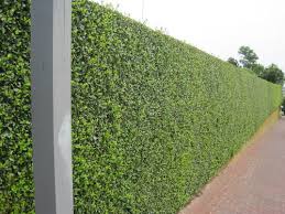 Looking for trees that provide privacy from the wrong kind of neighborhood watch? 10ft Tall Hedge In Az