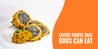 Maybe you would like to learn more about one of these? 10 Exotic Fruits That Dogs Can Eat W Their Health Benefits