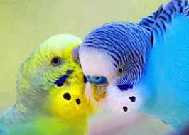 Passaros Beautiful Birds Budgies Bird Pet Birds