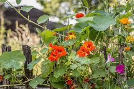 Image result for Nasturtium