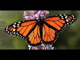 10 Datos Sobre Las Mariposas Monarca Youtube