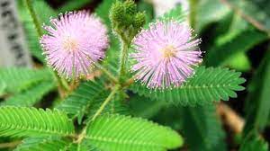 Gambar sketsa bunga hitam putih: Tumbuhan Putri Malu Mimosa Pudica Linn Ulya Days