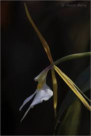 Image result for Polystachya bicarinata