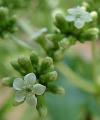 Image result for Rauvolfia afra