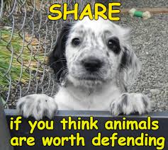 Please Support A No Kill Shelter 5500 Dogs Being Killed Each Day As A Tribute Barone Painted The Killed Dogs And Here Is The Sick Puppies Cute Dogs Puppies