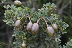 Image result for Maerua nervosa