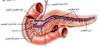 صورة تشريحية للبنكرياس وصف للأجزاء المكونة للبنكرياس ومواضعها anatomical picture of the pancreas a description of the constituent anatomy pancreas human