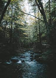 Alone Within The Trees Poster By Conceptual Photography Displate Landscape Photography Nature Conceptual Photography Nature Aesthetic