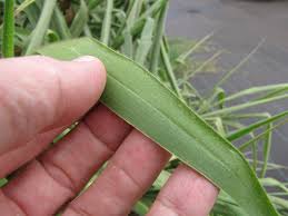 Image result for Urochloa brizantha