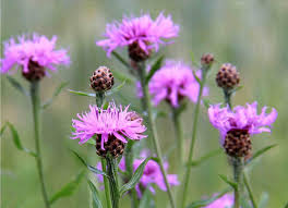Image result for Centaurea praecox