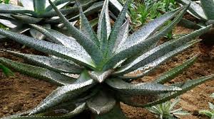 Image result for Asphodelaceae