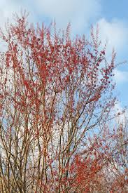 Image result for Aceraceae