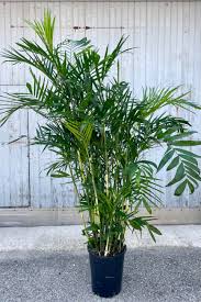 Image result for Chamaedorea seifrizii