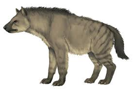 Image result for Hyparrhenia anamesa